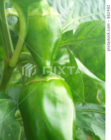 Aligning green peppers Aligning green peppers 882492