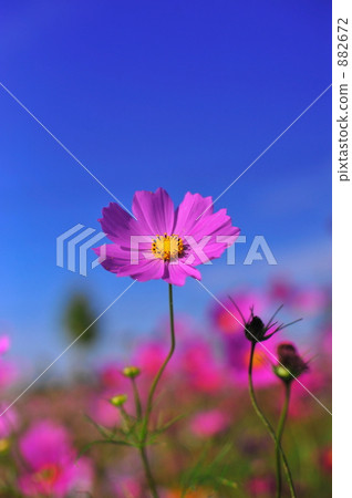 Cosmos Cosmos 882672