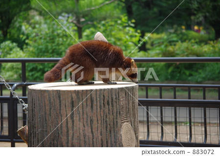 Inokoho自然文化公園浣熊 Inokoho自然文化公園浣熊 883072