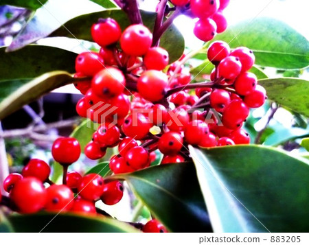 Pop tree nut Pop tree nut 883205