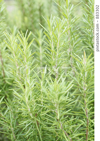 It is rosemary. 883302