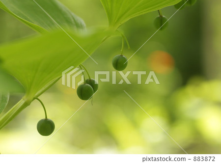 哦沒有Amorocoro 哦沒有Amorocoro 883872