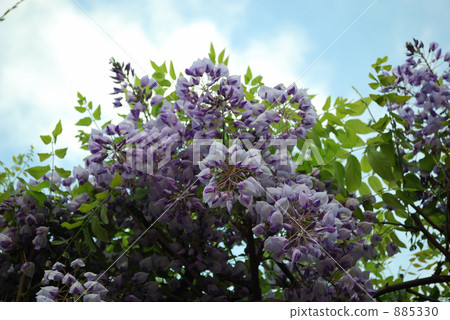 Blue Sky and Wisteria Blue Sky and Wisteria 885330