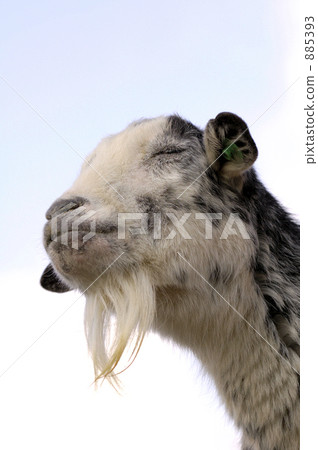 Goat closing your eyes 885393