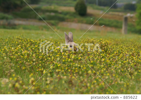 Mini-recite staple 885622