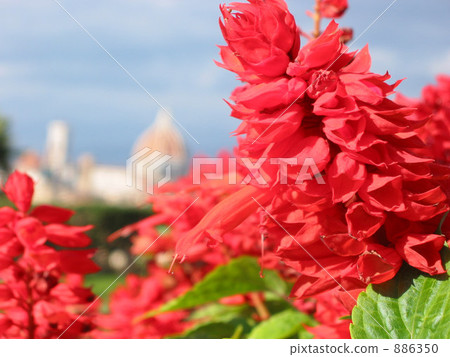 salvia, scarlet sage, Red Flower 886350