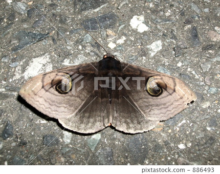 Osgrötomoe Osgrötomoe 886493