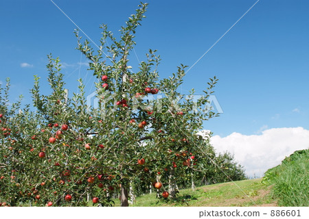 Apple farm in Aomori Apple farm in Aomori 886601