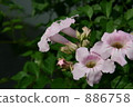 Nausuz Kazura 886758