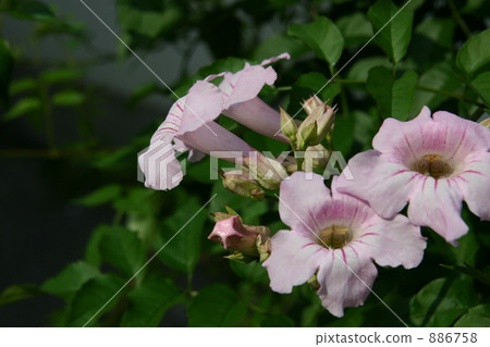 Nausuz Kazura Nausuz Kazura 886758