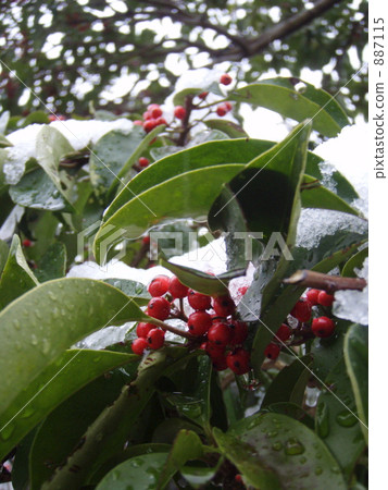 Southern skies and snow 887115