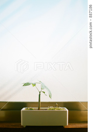 早晨的陽光 887186