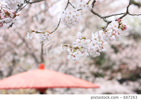 春天京都 春天京都 887263