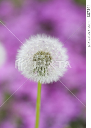 蒲公英 蒲公英 887344