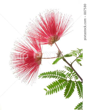 fairy duster, Red Flower, white background 887580