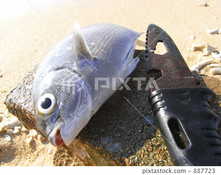 Fishing prey Fishing prey 887723