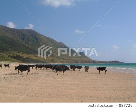 Cattle flocking on the beach 887729