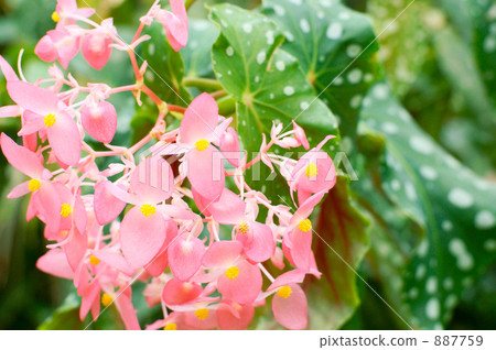 Pink begonia and polka dots 887759