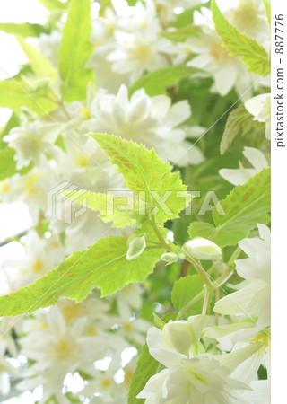 White begonia White begonia 887776