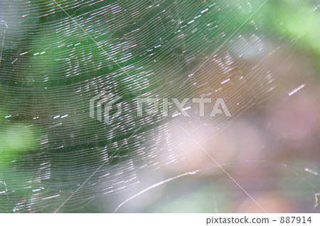 lawn, spider's web, material 887914
