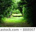 Green Tunnel 888007