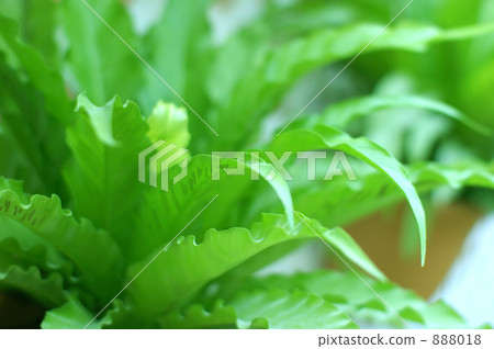 Delicious leaves 888018