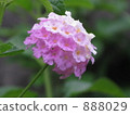 Pink Lantana 888029