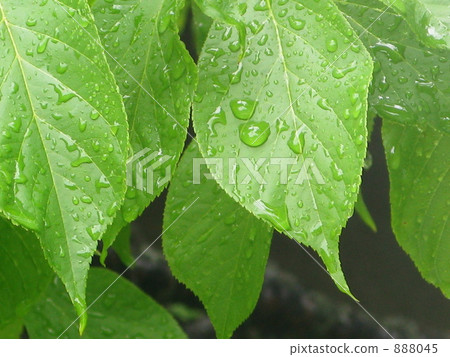 Drop of leaves 888045