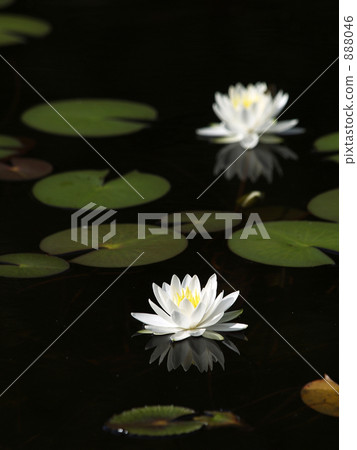 Shepherd's ① Shepherd's ① 888046