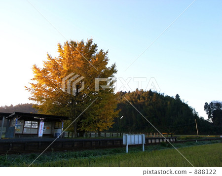 銀杏在朝陽燃燒 888122