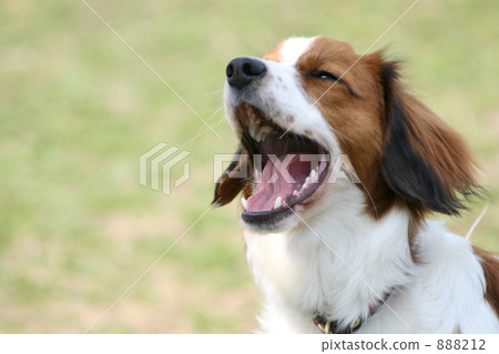 Coy Koh Hongier 888212