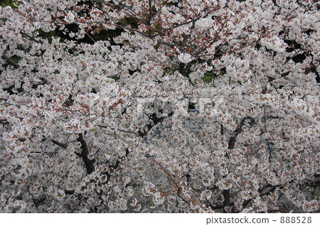 Cherry blossoms taken from above 888528