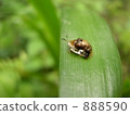 Ichimonji Cameloticus 888590