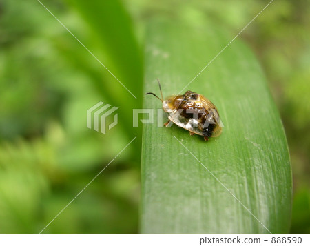 Ichimonji Cameloticus Ichimonji Cameloticus 888590