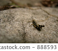 小草 888593