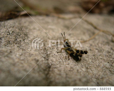 Small grass Small grass 888593