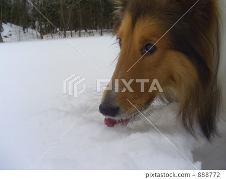 哈娜從不吃雪 888772