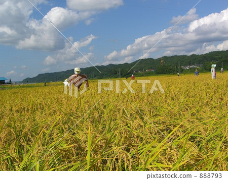 Golden color duck 2 888793