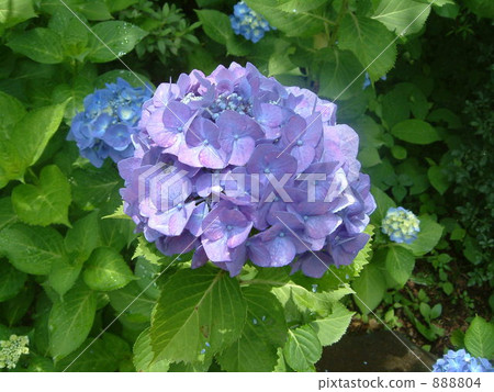 繡球花 植物 植物學 888804