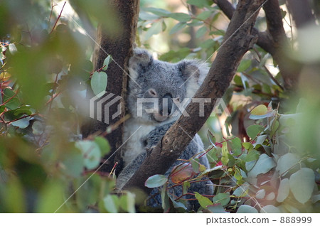 From between the branches 888999