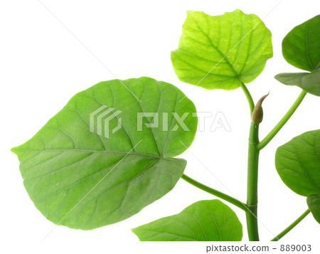 Phyxus Umbellata Phyxus Umbellata 889003