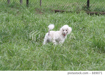 toy poodle  889071