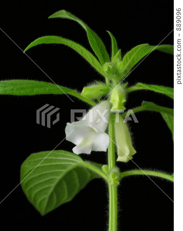 Sesame Flower Sesame Flower 889096