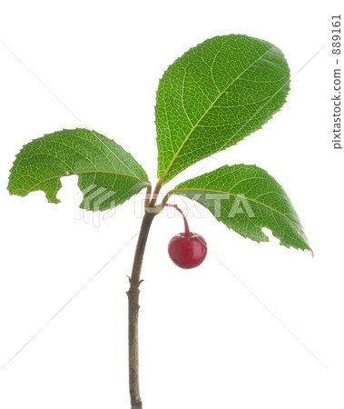 Yabukoji（10領帶） 889161