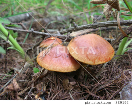 蘑菇 蘑菇 889192