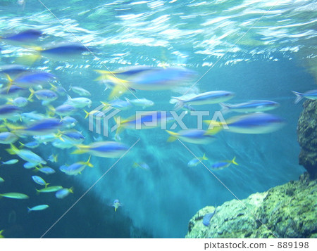 七彩魚 889198
