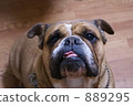 牛頭犬 889295
