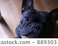 法國鬥牛犬 889303