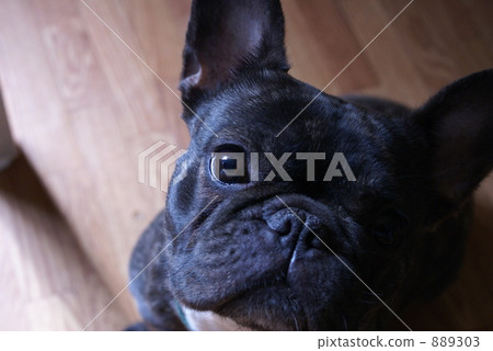 French bulldog French bulldog 889303