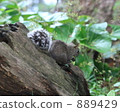 squirrel, squirrels, land mammals 889429